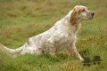 Setter Anglais VOLCAN DU BANDOU DE COUFFINS Setter Anglais VOLCAN DU BANDOU DE COUFFINS